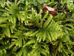 Hyocomium armoricum