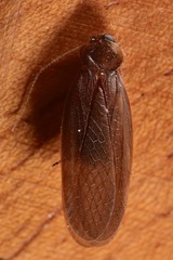 Latindia mexicanus
