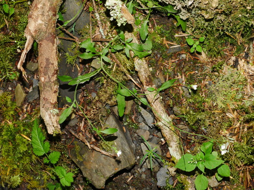 Arabidopsis halleri iNat (2)