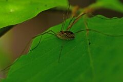 Rilaena triangularis