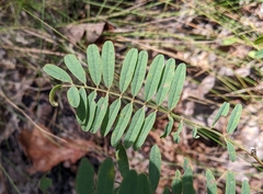Tephrosia virginiana