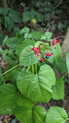 Clerodendrum japonicum