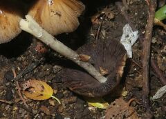 Coprinellus micaceus