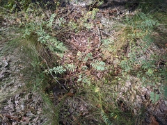 Tephrosia virginiana