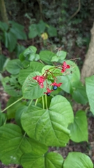 Clerodendrum japonicum