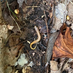 Desmognathus ochrophaeus