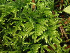 Hyocomium armoricum