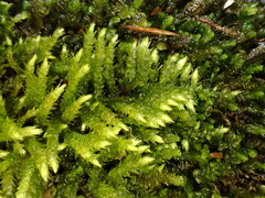 Hyocomium armoricum