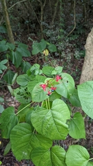 Clerodendrum japonicum