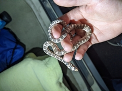 Pituophis catenifer deserticola