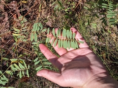 Tephrosia virginiana