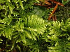 Hyocomium armoricum