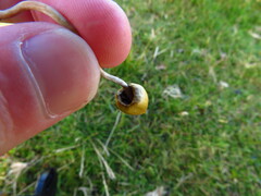 Psilocybe semilanceata