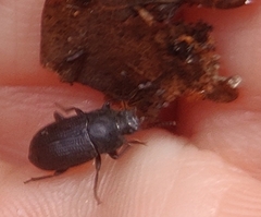 Coleoptera