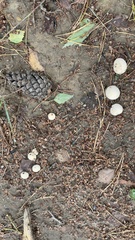 Lycoperdon excipuliforme