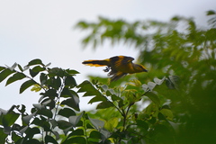 Pericrocotus speciosus