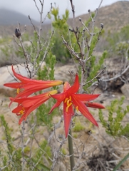 Zephyranthes phycelloides