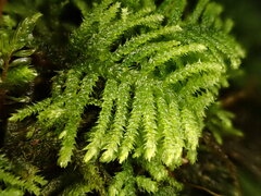 Hyocomium armoricum