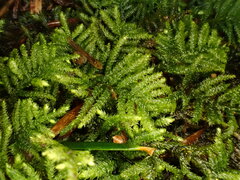Hyocomium armoricum