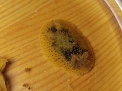 Homoiodoris japonica