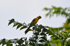 Pericrocotus speciosus