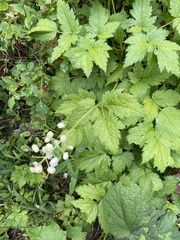 Actaea rubra neglecta