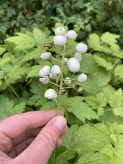 Actaea rubra neglecta