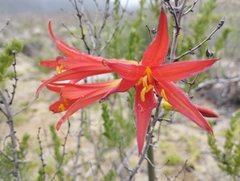 Zephyranthes phycelloides