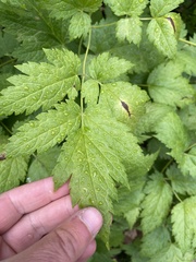 Actaea rubra neglecta