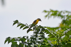 Pericrocotus speciosus