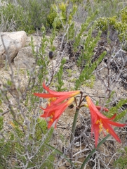 Zephyranthes phycelloides