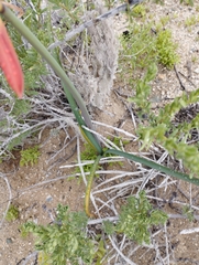 Zephyranthes phycelloides