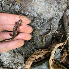 Desmognathus ochrophaeus