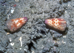 Conus tessulatus