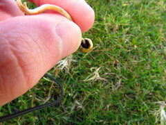 Psilocybe semilanceata