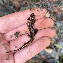 Desmognathus ochrophaeus