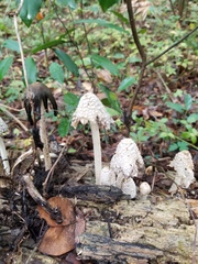 Coprinopsis variegata