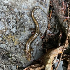 Desmognathus ochrophaeus