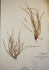 Carex backii