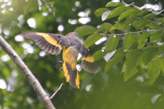 Pericrocotus speciosus