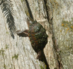 Sternotherus minor
