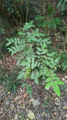Averrhoa carambola