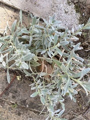 Cerastium tomentosum
