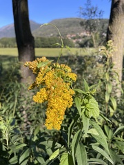 Solidago gigantea