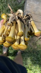 Armillaria mellea