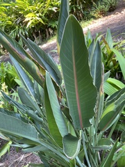 Strelitzia