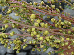 Artemisia laciniata