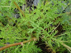 Artemisia laciniata