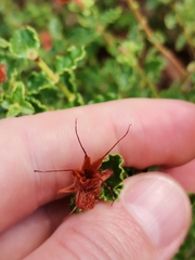 Hypericum balearicum