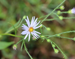 Symphyotrichum anomalum